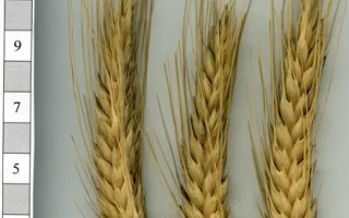 Обериг харьковский