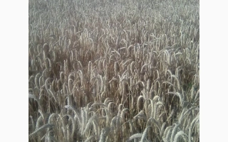 Поле тритикале на фоне голубого неба - Олександра