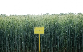 Памяти Пацеки