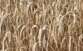 Папсуевская