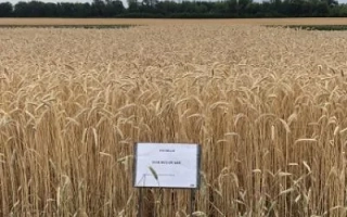 Павлодарський