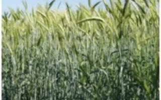 Пидзимок харьковский