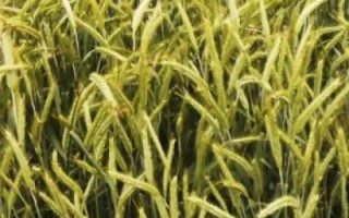 Пластун волинський