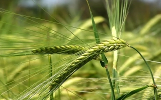 Половецьке