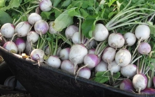 Свежие турнепсы в черной лотке на фоне зелени - Динар