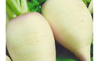 Семена турнепса Остерзундомский на упаковке