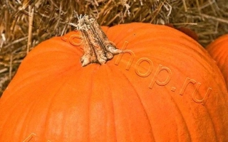 Большой Макс