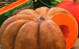 BIG PUMPKIN