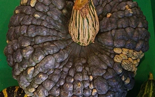 Царевна-Лягушка