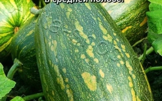 Pumpkin seeds Grbovskaya Kustovaya 189 on Azita packaging