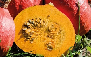 Крупный план тыквы с разрезом, показывающим семена и мякоть, на фоне целых красных тыкв. - КАОРИ КУРИ