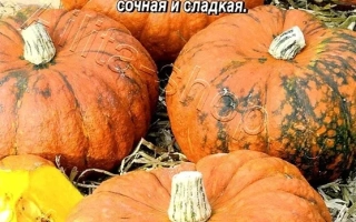 Кашевар