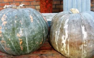 Кавбуз Здоров'яга