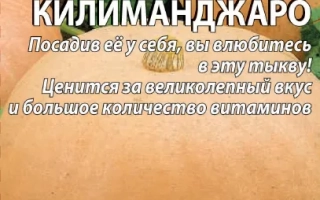 Пакет семян тыквы Килиманджаро крупноплодная