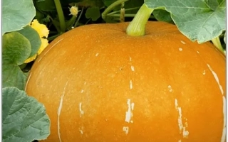 Кустовая Оранжевая