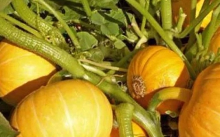 Кустовая Золотая