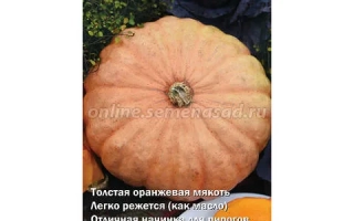 Масляный Король