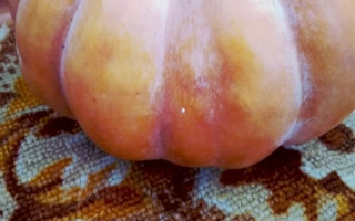 Тыква ОСЕННЯЯ КРАСАВИЦА на фоне с узором