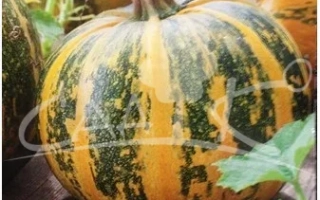 Простастоп