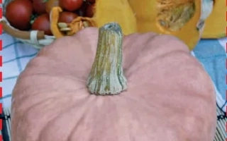 Розовая ФЕЯ