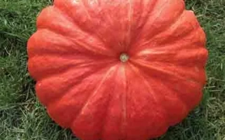 РУЖ Виф Де ТАМП