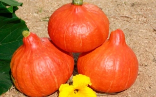 SIBERIAN BABY PUMPKIN