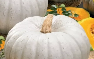 Пакет семян тыквы Сладкая пышка с изображением белых тыкв