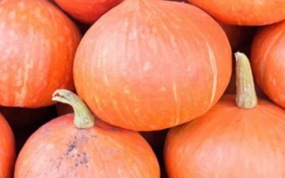 Pile of orange pumpkins with no visible product name - Vita