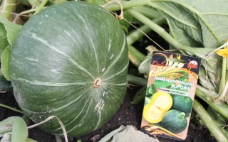 Тыква ВОРОЖЕЯ рядом с пакетом семян