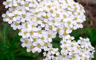 Васюринский