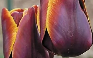 Тюльпаны сорта Абу Гассан на фоне зелёной листвы