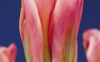 Адриаан Т. Доминик