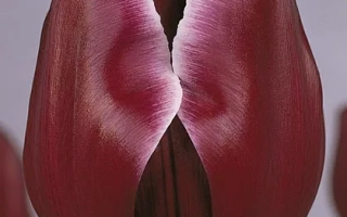 Африкан Квин