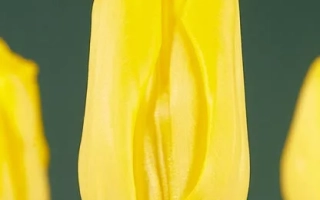 Аграсс Голд