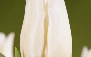 Аграсс Вайт