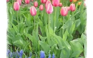 Поле тюльпанов сорта Академик Лисавенко с синими гиацинтами на переднем плане