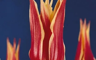 Аладдин Рекорд