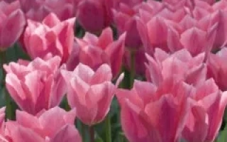 Алберт Хейн