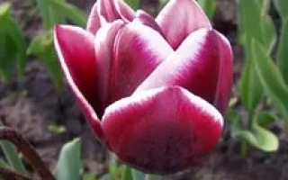 Александр Пушкин