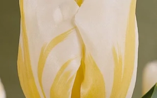 Альфред Хейнекен