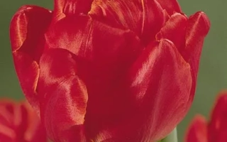 Алис Леклерк