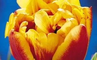 Аллегретто