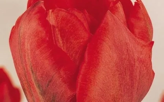 Альянс Францис