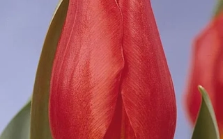 Амбассадор