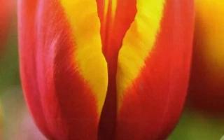 Андрэ Ситроэн