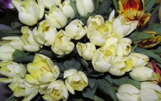 Букет тюльпанов белого и желтого цвета - Андрей Первозванный