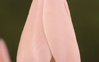 Ангельские глаза