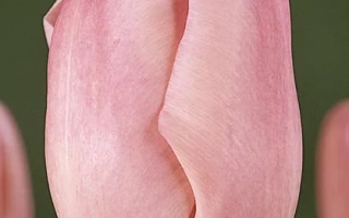 Ангельский поцелуй