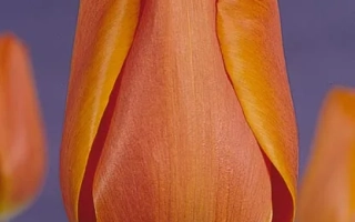 Анни Шильдер