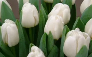 Антарктика